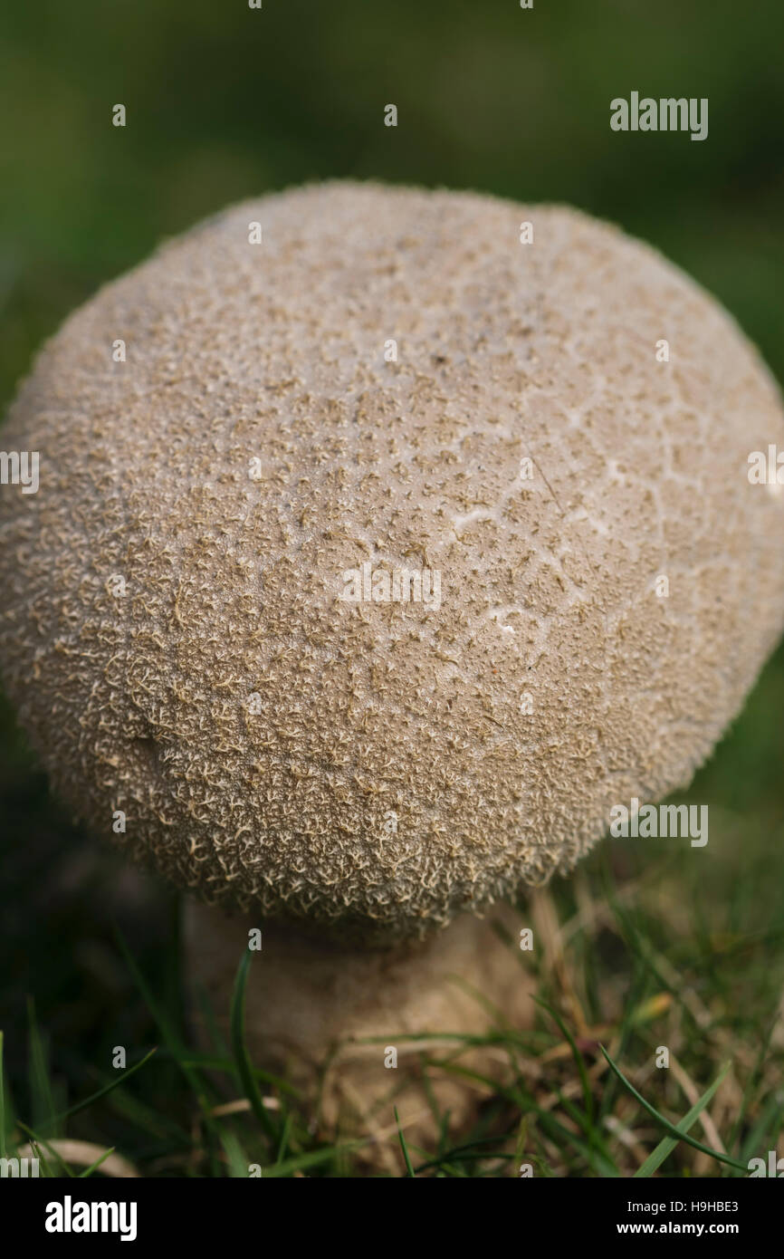 Common Puffball Lycoperdon Perlatum Stock Photo Alamy