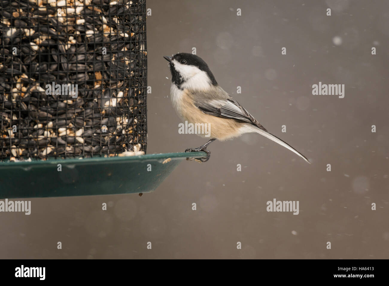 black capped chickadee sitting on seed feeder in snowstorm black capped chickadee sitting on seed feeder in snowstorm