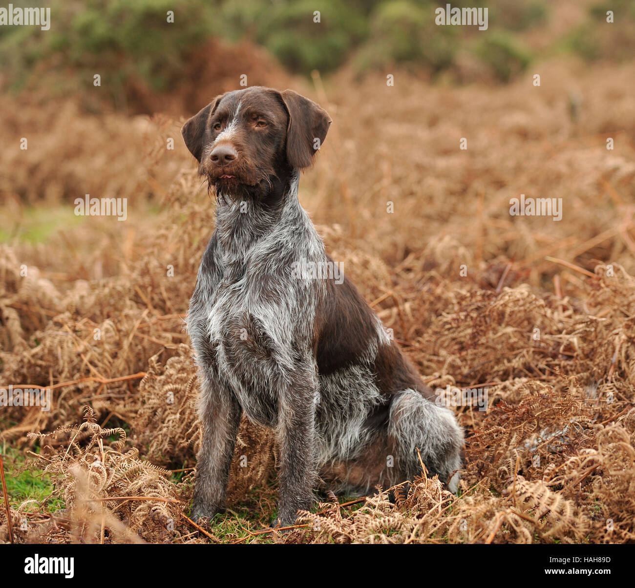 German Wirehaired Pointer Uk Winter Full Tail Stock Photo
