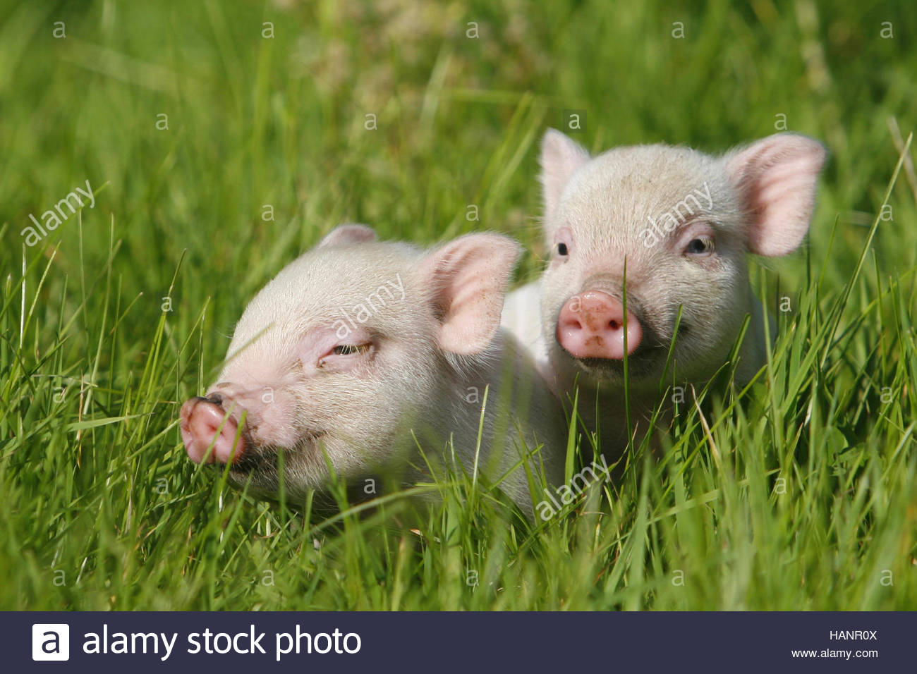 Zwergschweine Zwergschweine