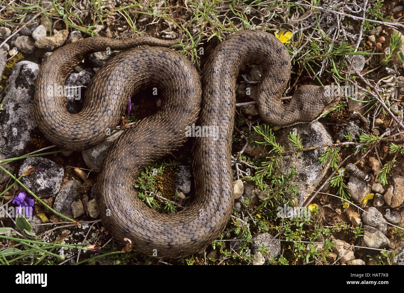 Aspis viper, France Stock Photo: 127152012 - Alamy