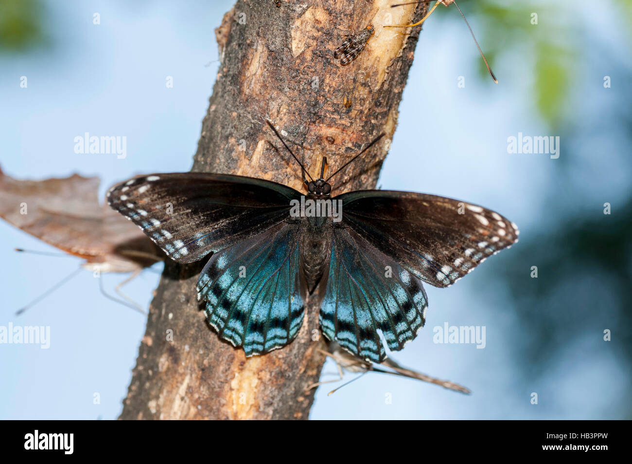 Red Spotted Purple Butterfly Stock Photo Alamy