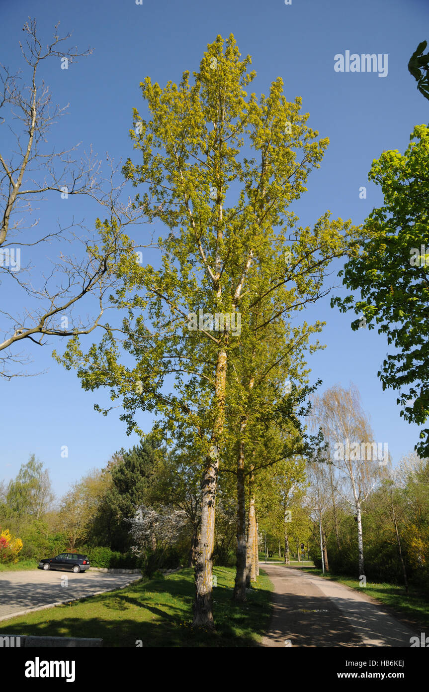 Populus balsamifera, Balsam poplar, in spring Stock Photo, Royalty Free
