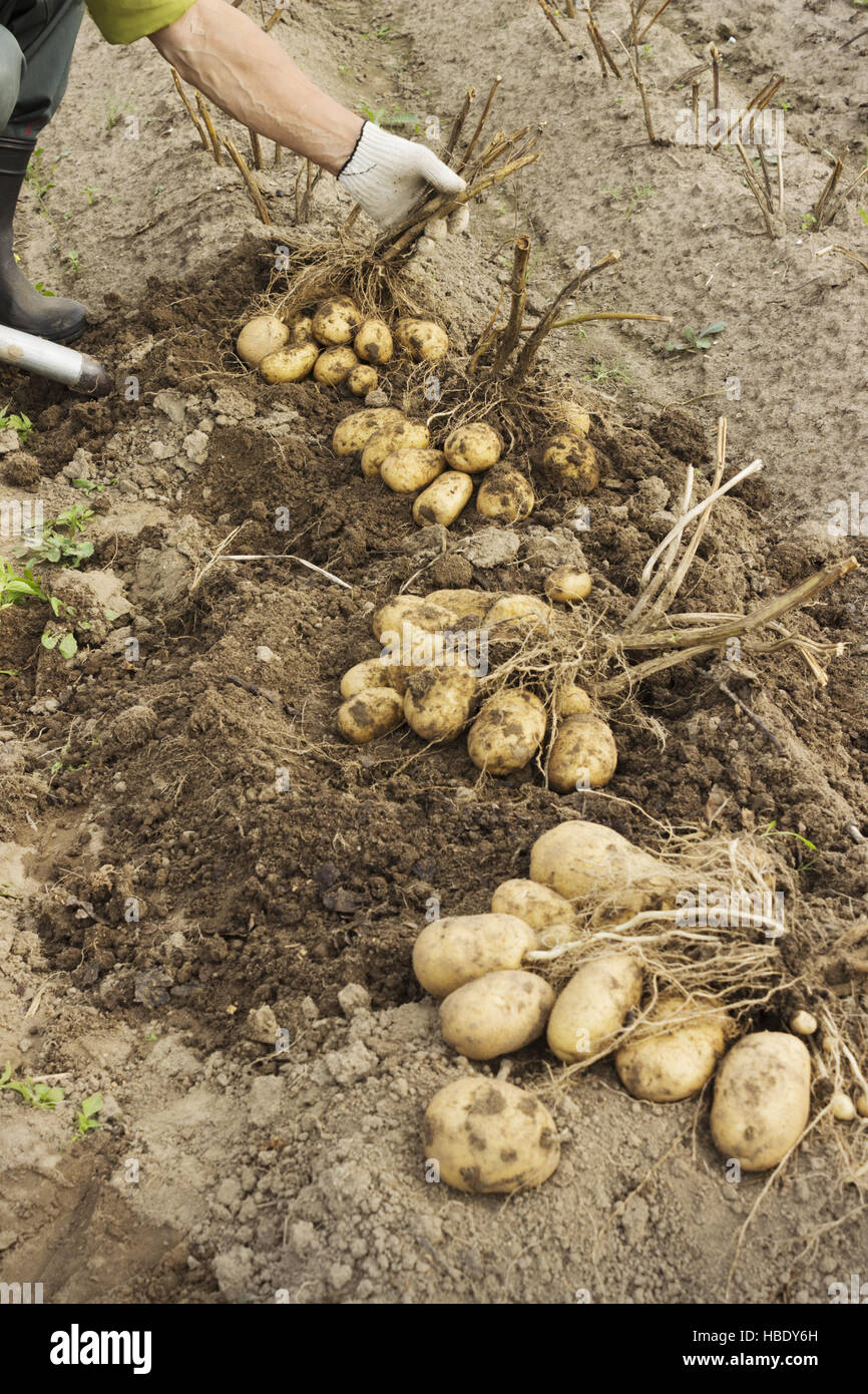 Harvesting Potato Hi Res Stock Photography And Images Alamy