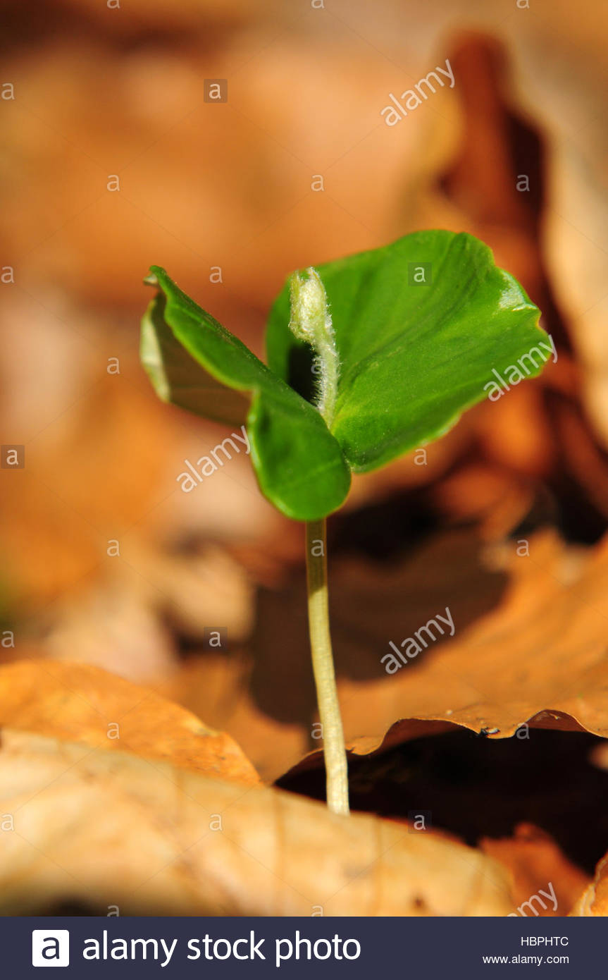 Beech Seedling Stock Photo, Royalty Free Image 127730748 Alamy