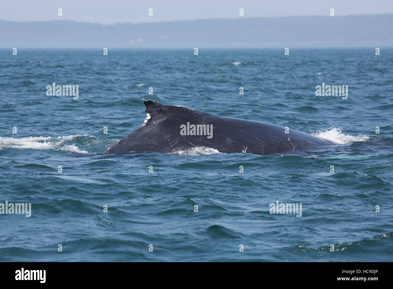 A Humpback Whale In The Bay Of Fundy Off Nova Scotia Canada The Area