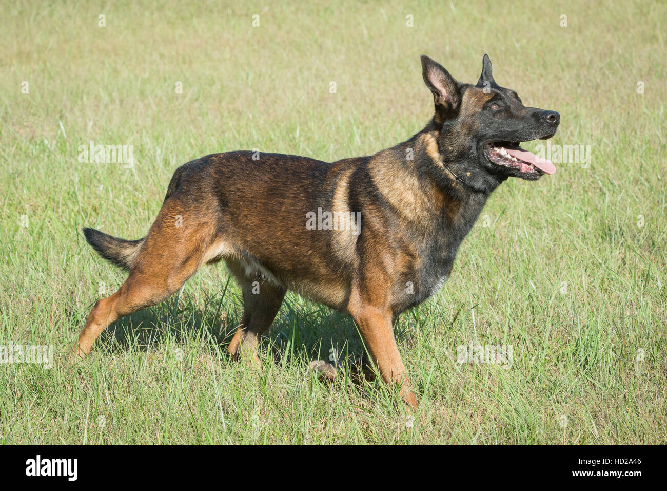 belgian shepherd world championship malinois and german shepherd stock photos u0026 malinois and german belgian shepherd world championship malinois and german shepherd stock photos u0026 malinois and german