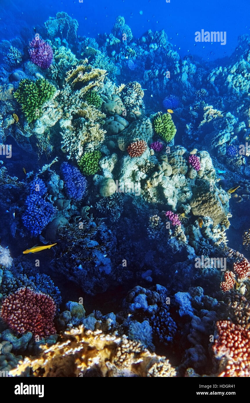 Coral And Fish In The Red Sea Egypt Africa Stock Photo Alamy