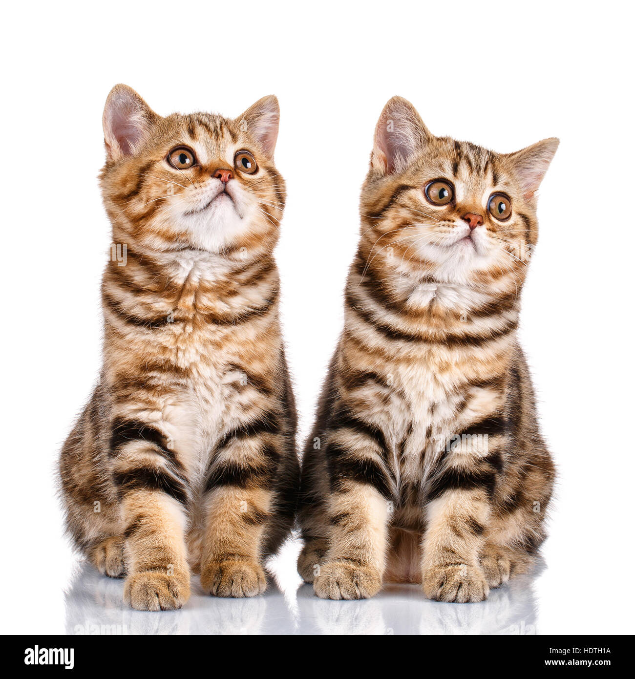 Two Striped Kittens On White Background Stock Photo Royalty Free