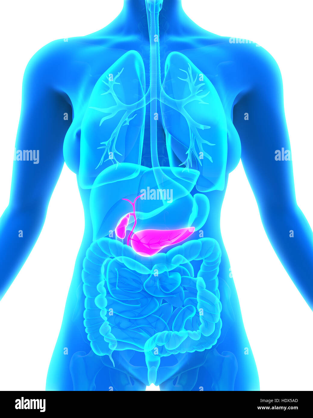 Human Gallbladder and Pancreas Anatomy Stock Photo, Royalty Free Image