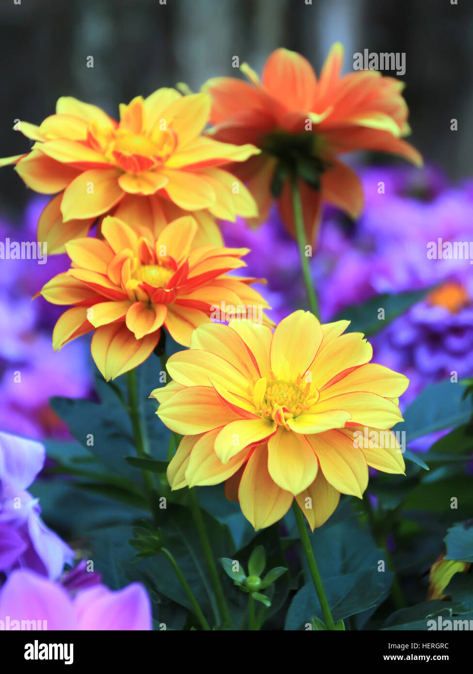 Yellow Flower Dahlia In The Garden Stock Photo Alamy