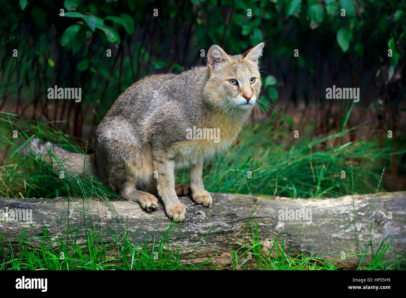Jungle Cat, Swamp Cat, (Felis chaus), adult alert, Asia Stock Photo, Royalty Free Image