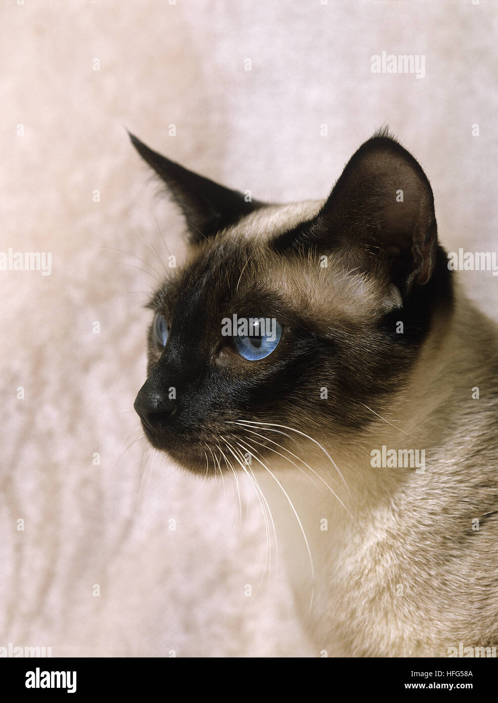 Seal Point Siamese Cat Hi Res Stock Photography And Images Alamy