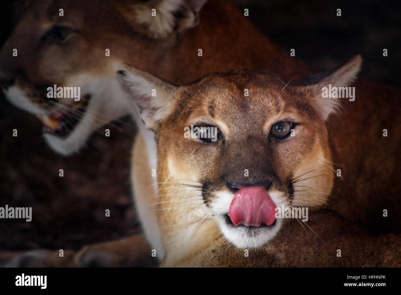 What camera is needed to take good photographs of cougars?