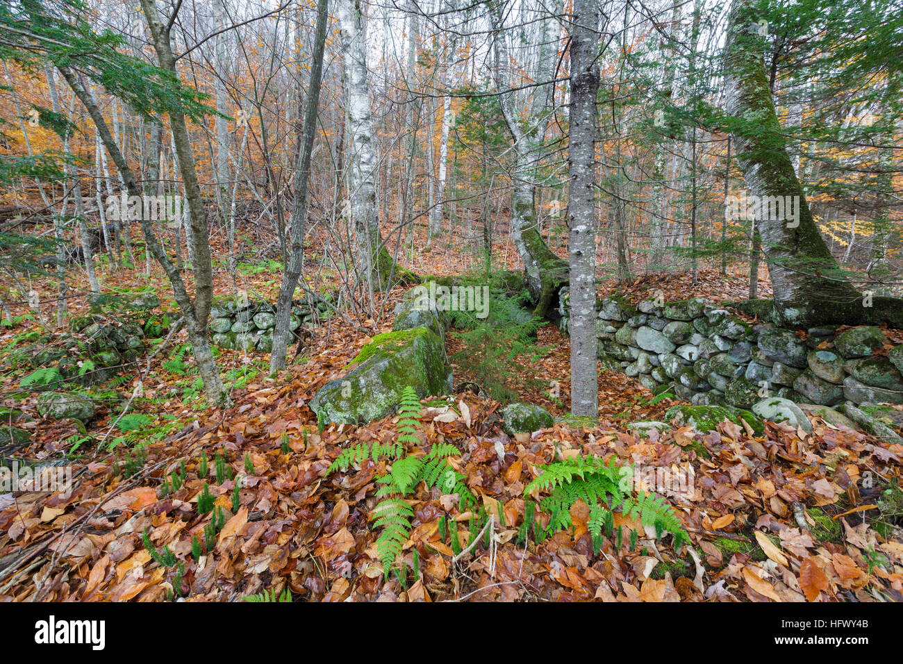 Abandoned cellar hole at Thornton Gore in Thornton, New Hampshire Stock