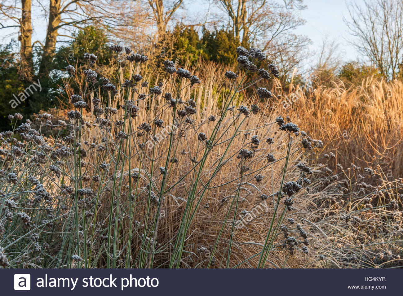 perennials and ornamental grasses in winter Stock Photo, Royalty Free