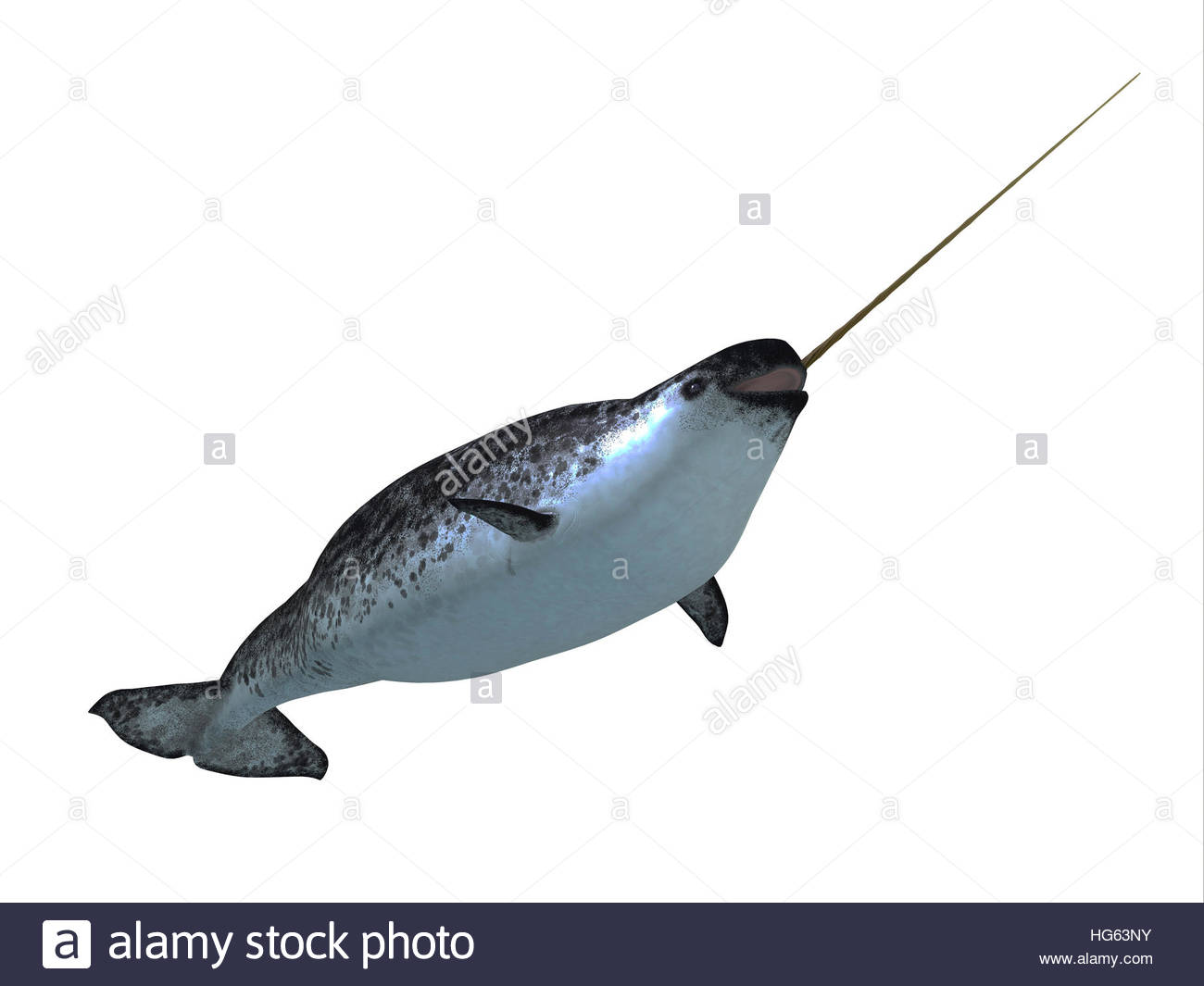 narwhale