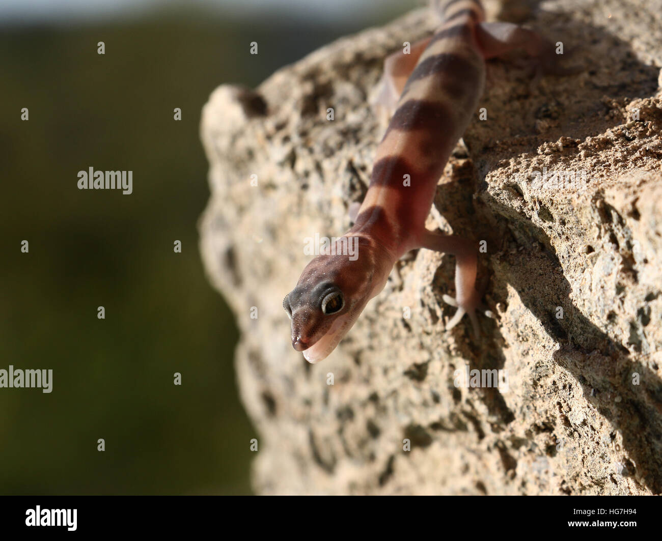Tucson Banded Gecko Coleonyx variegatus lizzard in Sonoran desert Stock