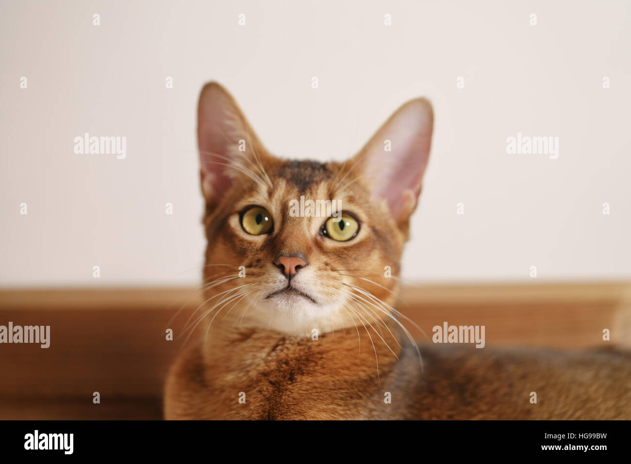 young abyssinian cat sitting on the floor Stock Photo, Royalty ... young abyssinian cat sitting on the floor Stock Photo, Royalty ...