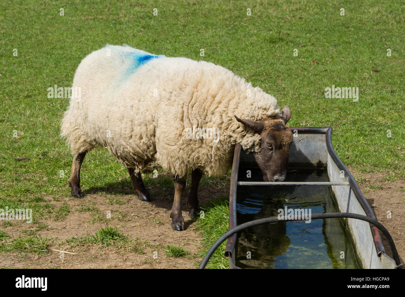 Sheep drinking from water trough Stock Photo, Royalty Free Image