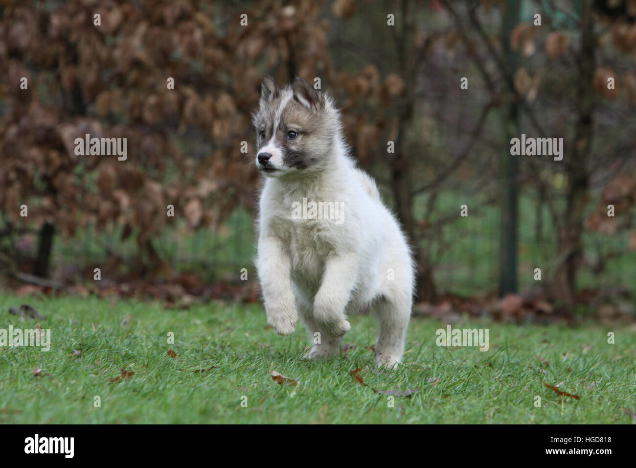Dog dogs Greenland / puppy puppies running in a meadow Stock Photo