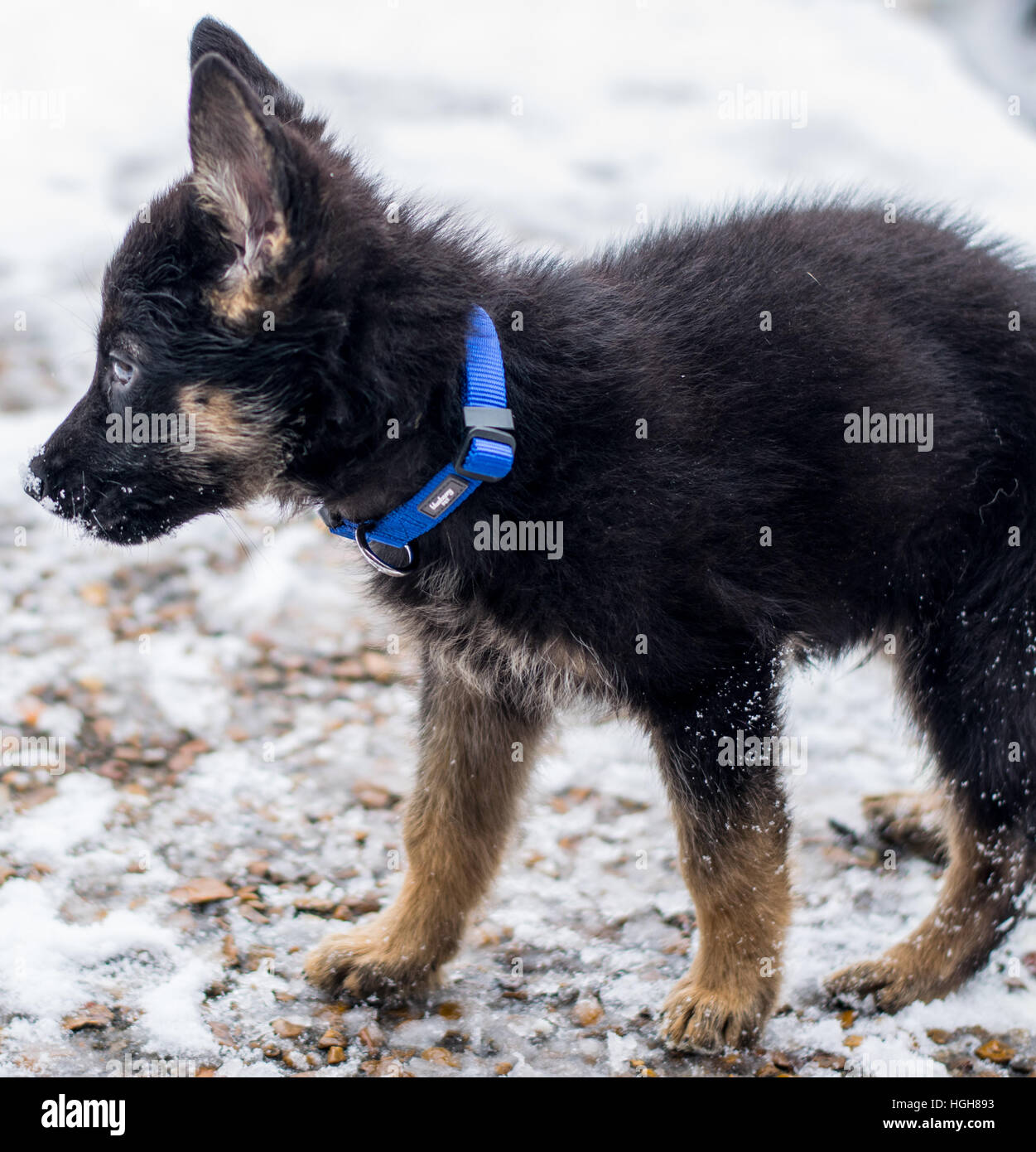 belgian sheepdog breeders ontario german shepherd puppy stock photos u0026 german shepherd puppy stock belgian sheepdog breeders ontario german shepherd puppy stock photos u0026 german shepherd puppy stock