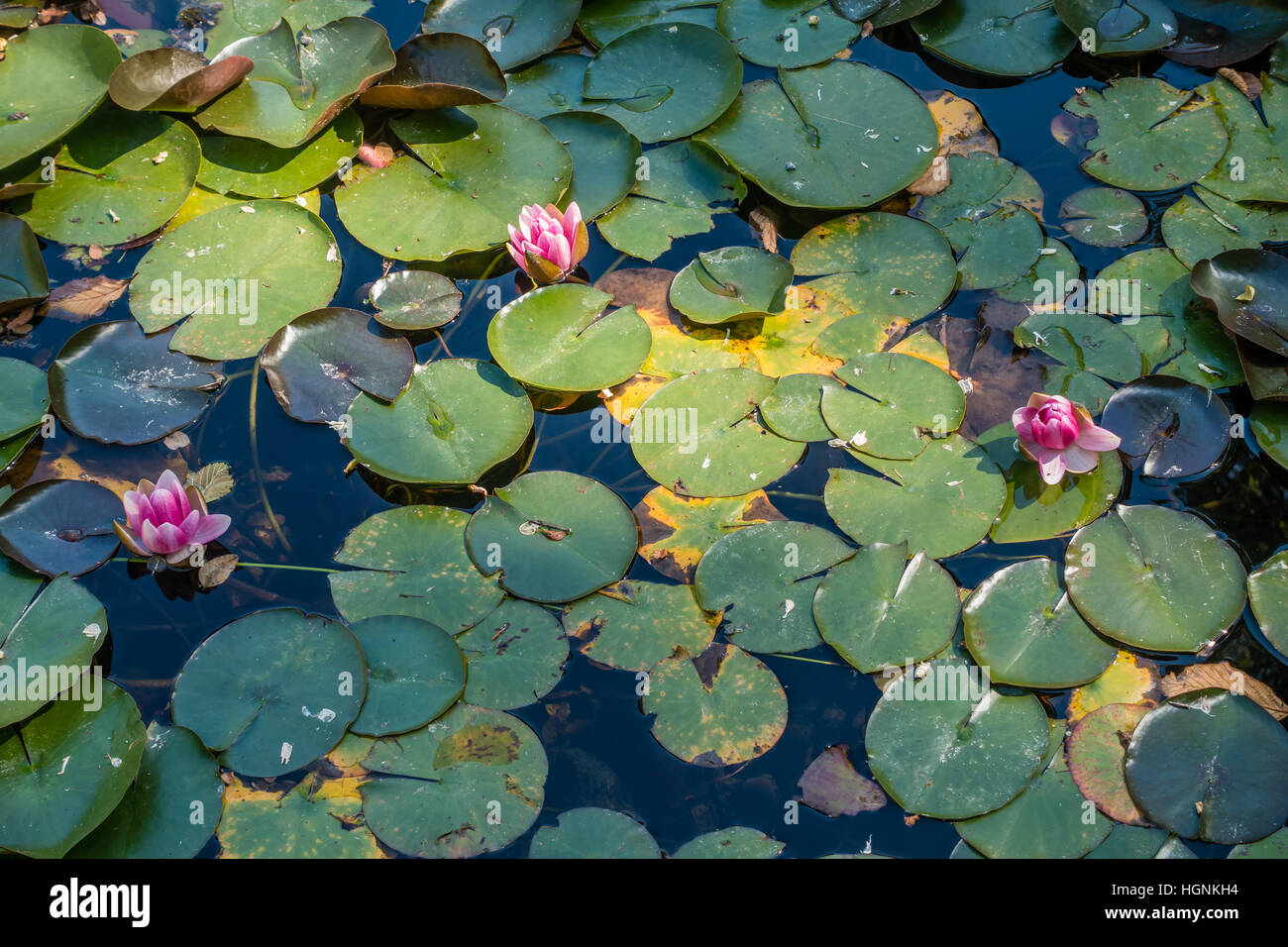 Three Pink Lotus Flowers In A Pond Stock Photo Alamy