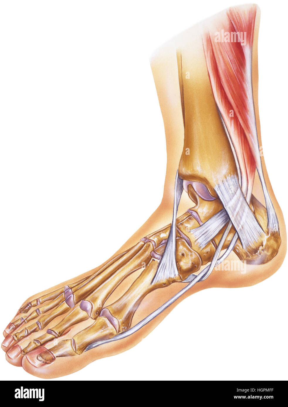 Achilles Tendon High Resolution Stock Photography And Images Alamy