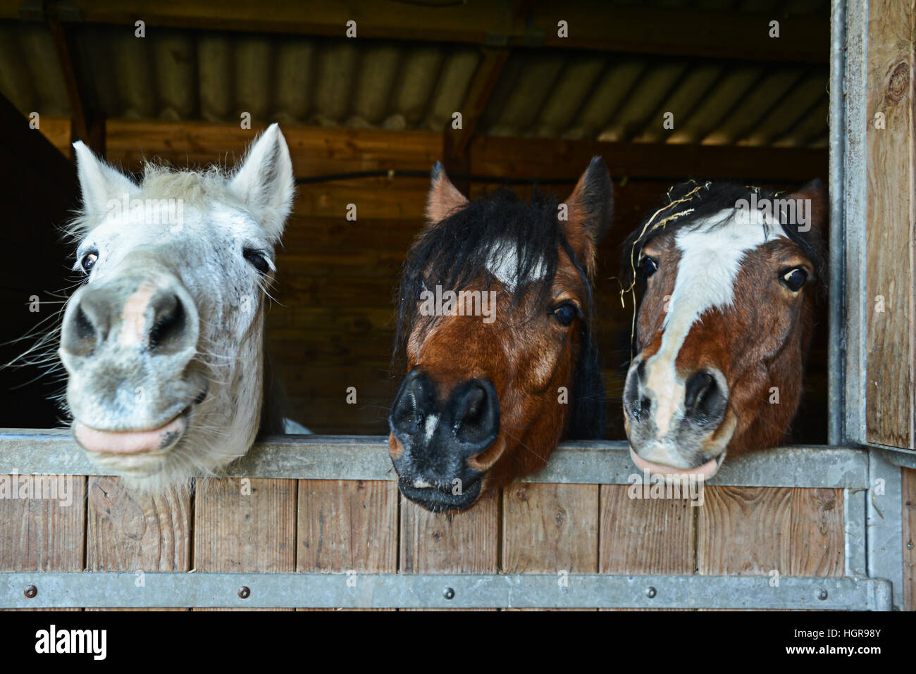 http://c8.alamy.com/comp/HGR98Y/funny-horses-in-their-stable-HGR98Y.jpg