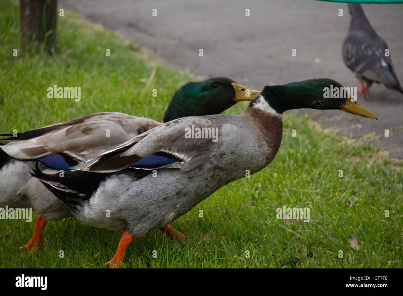 Japanese Garden In Buenos Aires Argentina Stock Photo Alamy