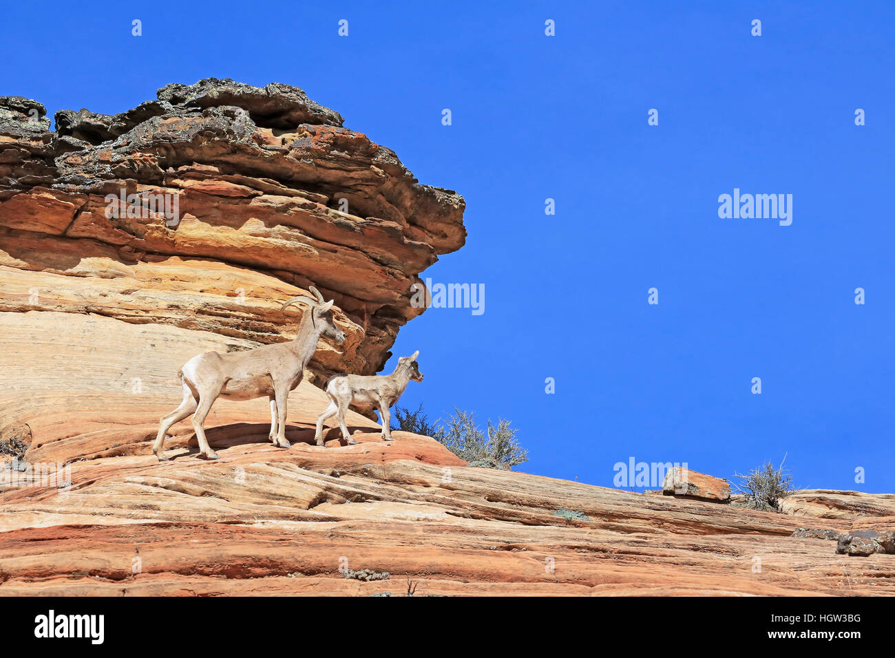 Desert Bighorn Sheep At Zion National Park Hi Res Stock Photography And