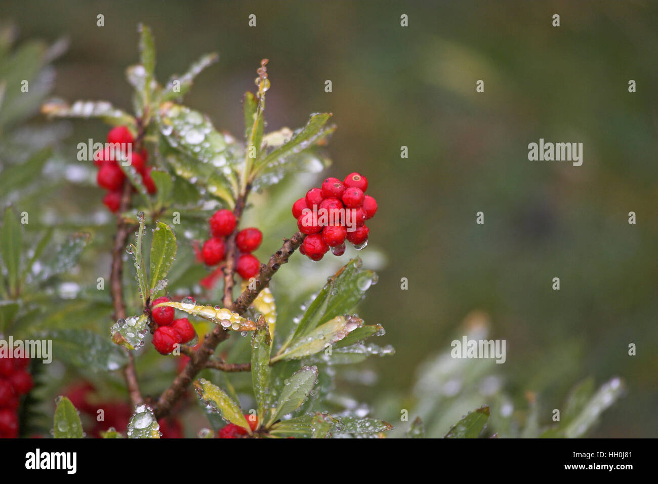 Mezereon Daphne Mezereum Pyrnees France Stock Photo Alamy