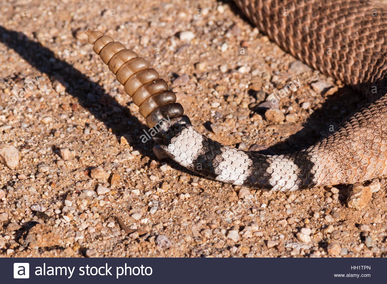 western-diamond-backed-rattlesnake-crotalus-atrox-detail-of-tail-and-HH1TPN.jpg