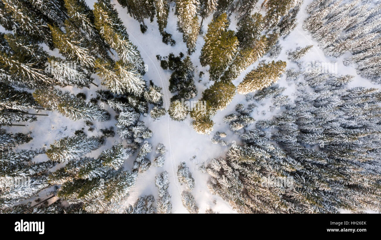 Aerial View Of Winter Forest Stock Photo Alamy