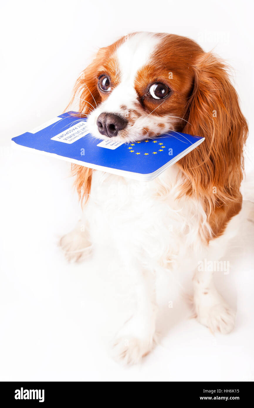puppy passport cavalier kin charles spaniel with eu pet passport european union stock photo puppy passport cavalier kin charles spaniel with eu pet passport european union stock photo