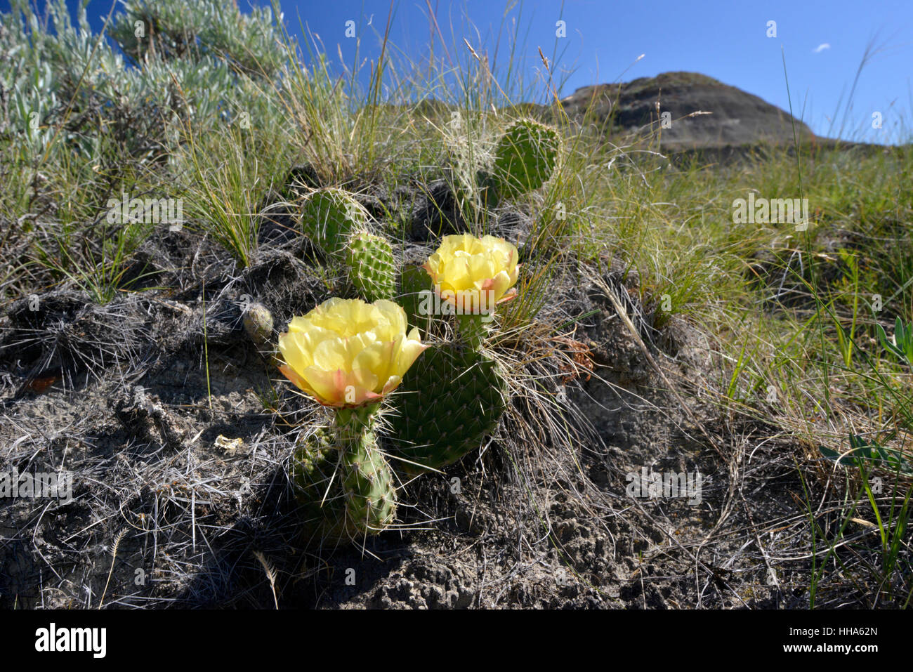 Prickly Pear Cactus Opuntia polyacantha. Dinosaur Provincial Park