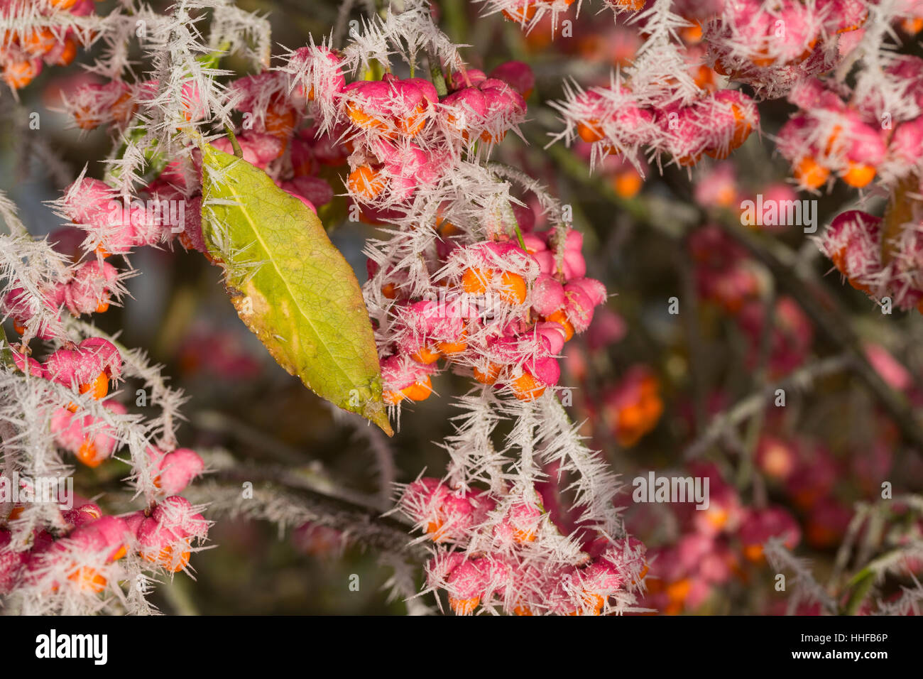 Raureif Strauch Hi Res Stock Photography And Images Alamy