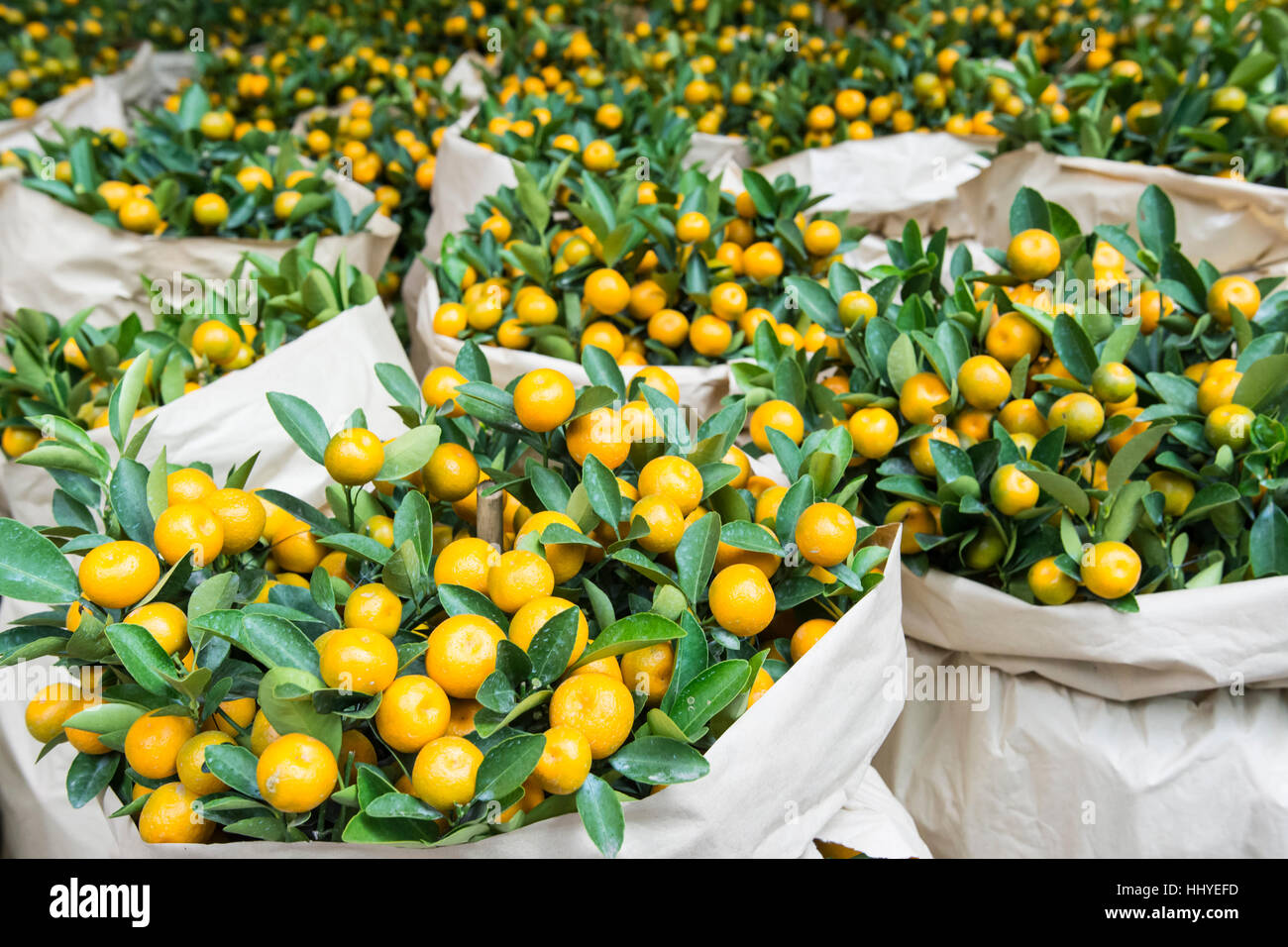 Tangerine Trees Hi Res Stock Photography And Images Alamy