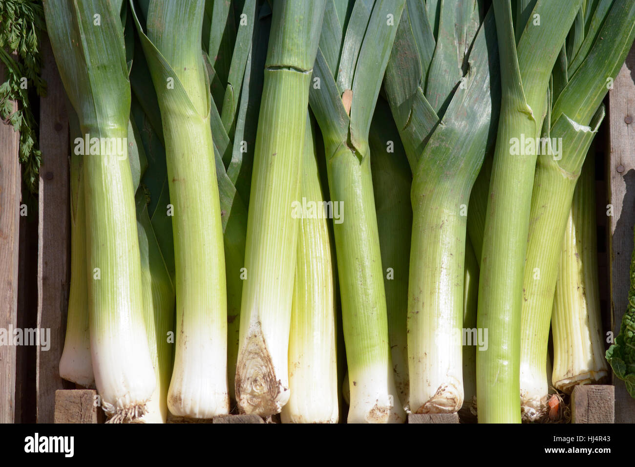 Leeks for sale outside greengrocers shop Stock Photo, Royalty Free
