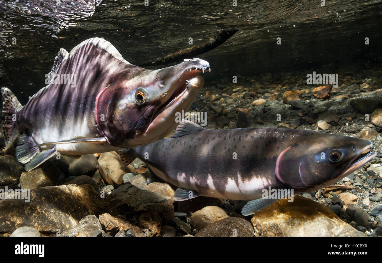 Underwater view of a pink salmon spawning pair in Power Creek near