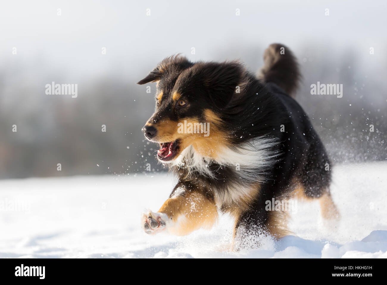 running with australian shepherd puppy australian shepherd running and barking in the snow stock photo running with australian shepherd puppy australian shepherd running and barking in the snow stock photo