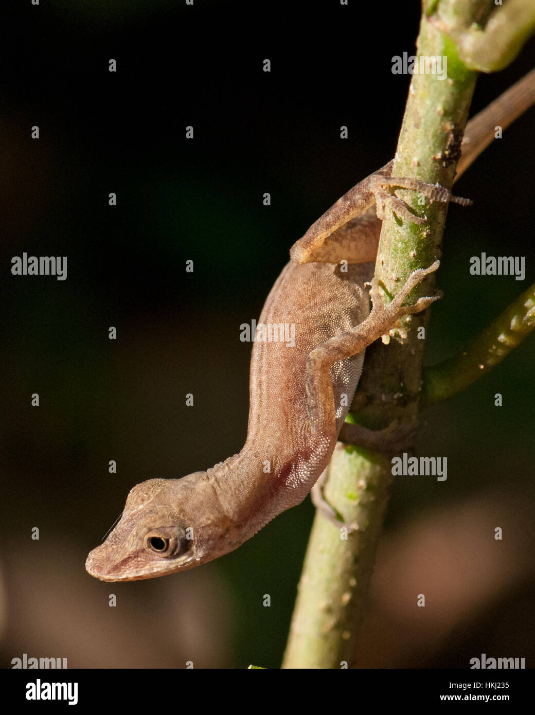 tropical house gecko (hemidactylus mabouia) on a branch stock tropical house gecko (hemidactylus mabouia) on a branch stock