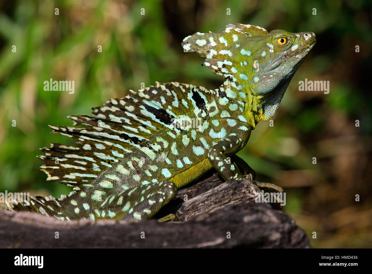Male Green Basilisk (Basiliscus plumifrons) moulting skin Stock Photo
