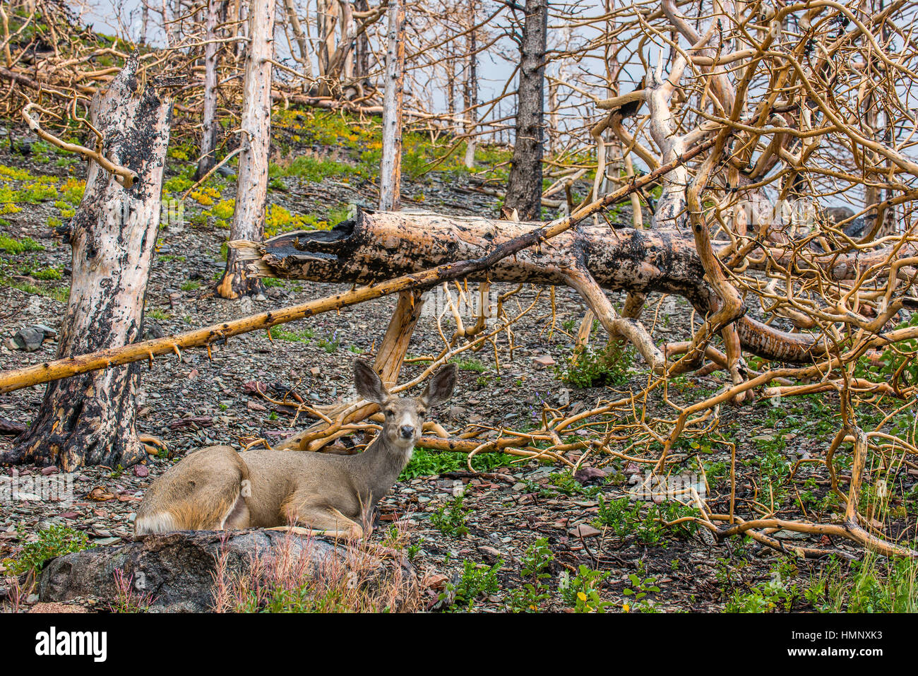 Mule Deer Doe Odocoileus Hemionus Resting In Burned Forest Reynods