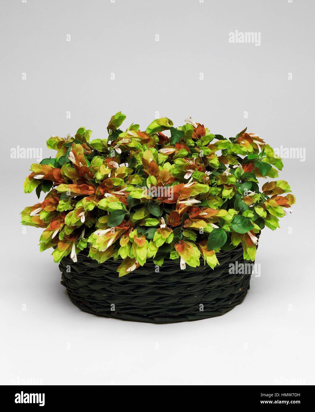Shrimp-plant Beloperone guttata Acanthaceae Stock Photo 
