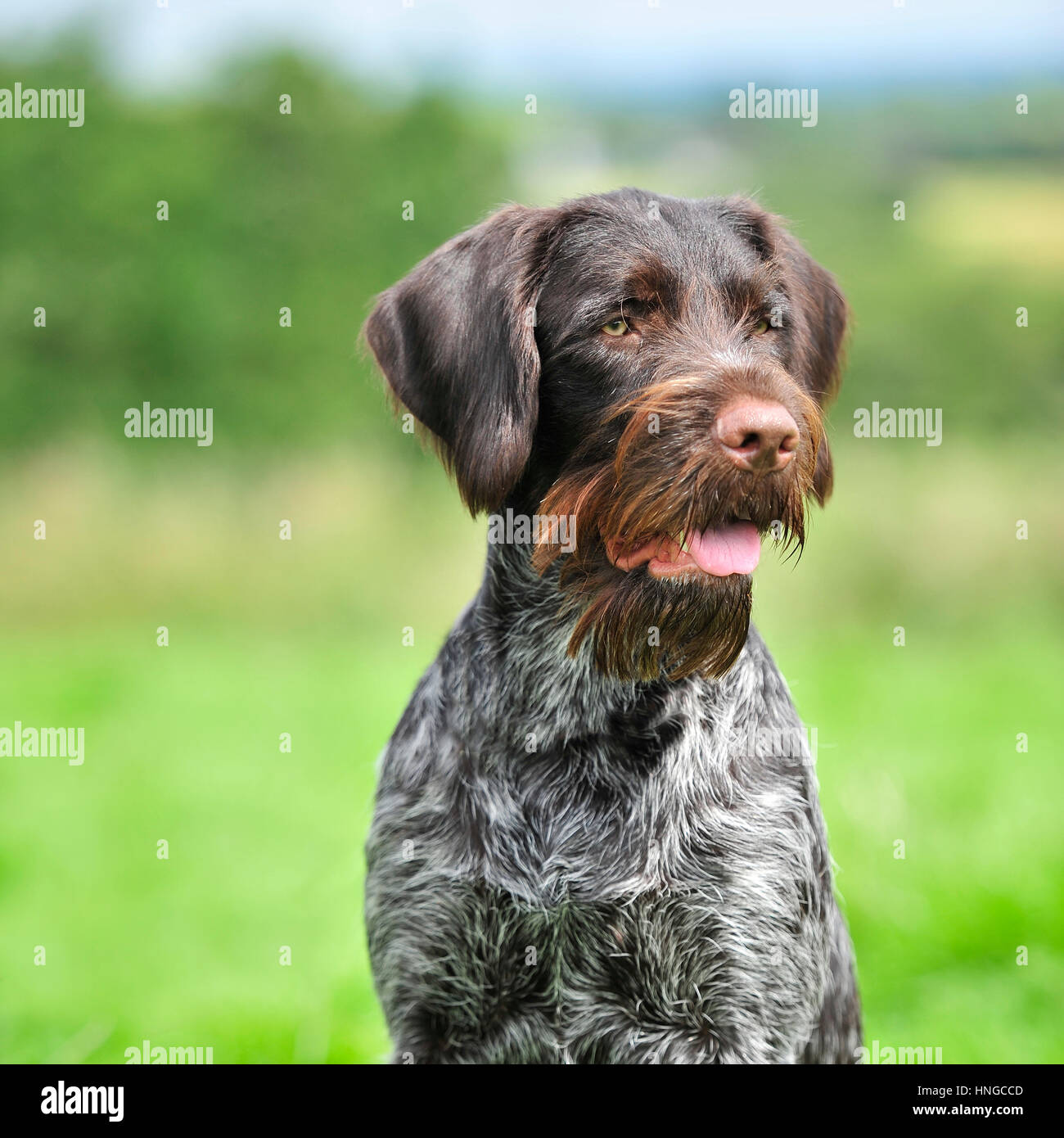 GWP German Wirehaired Pointer Stock Photo 133741341 Alamy