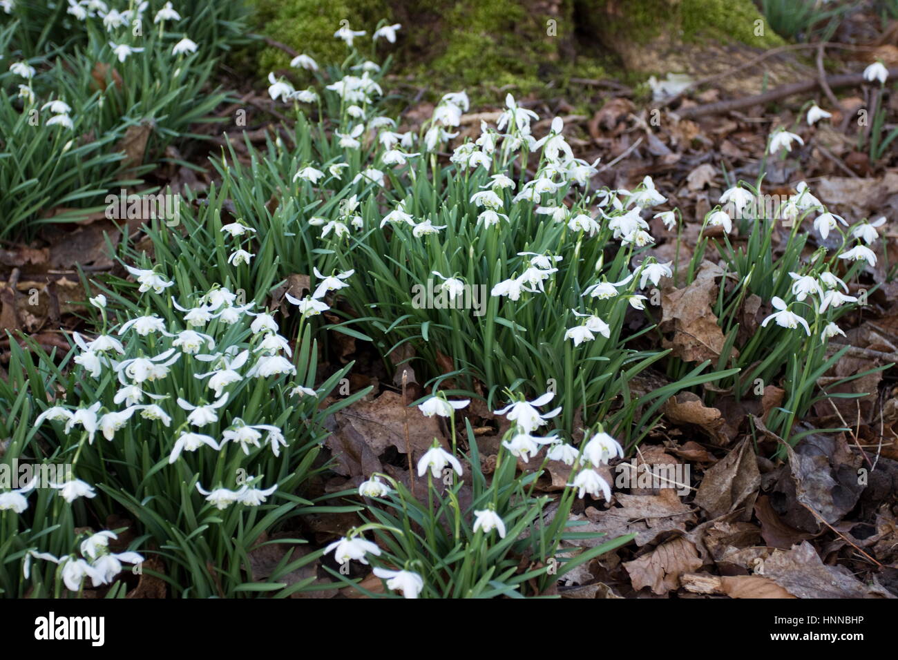 Snowdrops Galanthus Nivalis Stock Photo Alamy