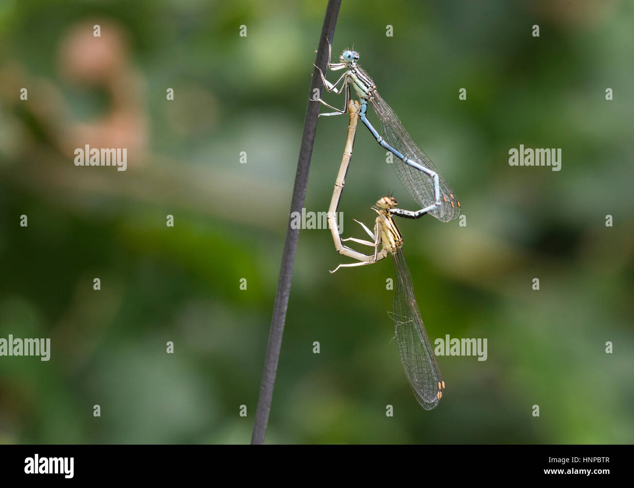 White Legged Damselfly Blue Featherleg Platycnemis Pennipes Mating