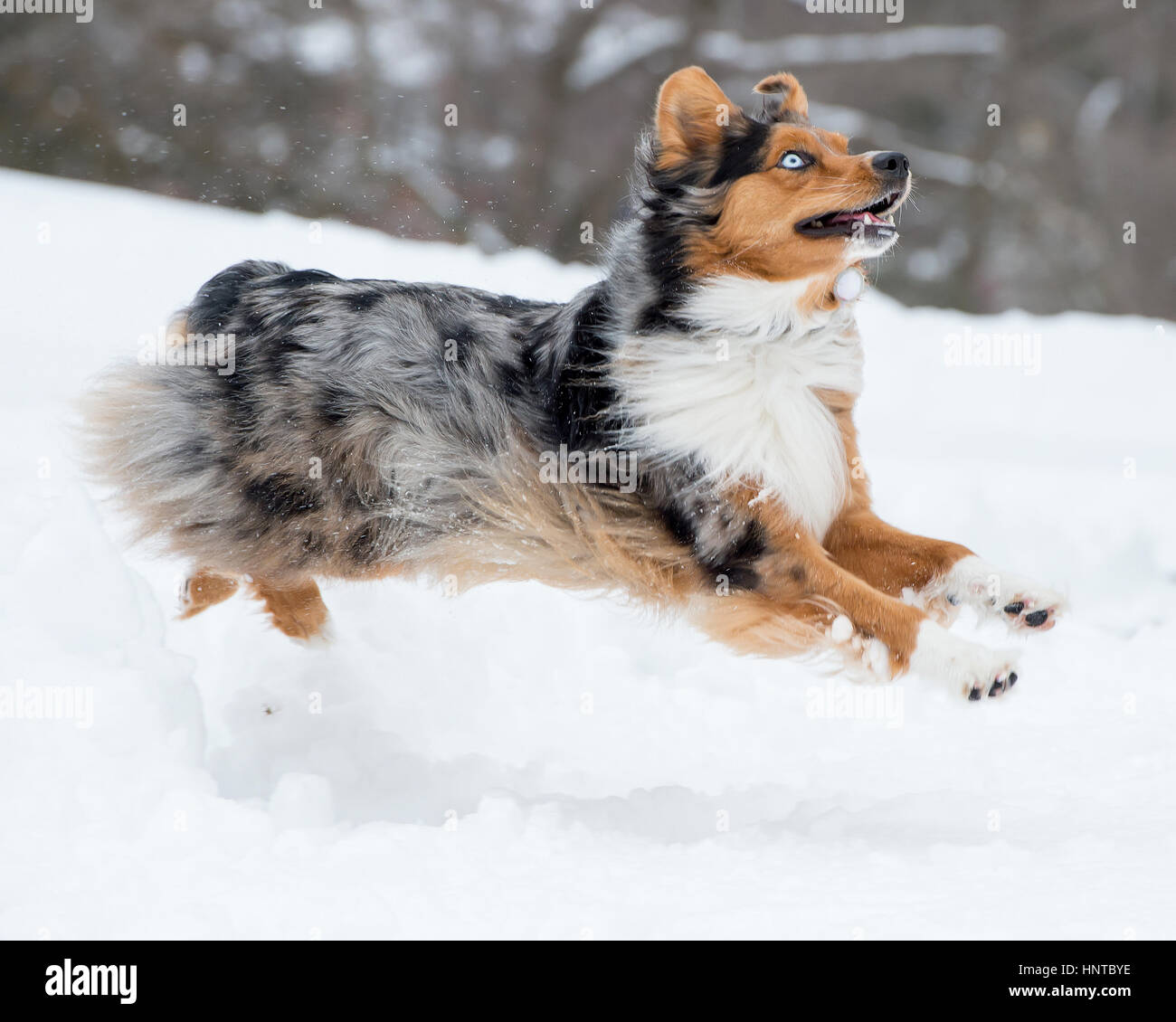 australian shepherd welpen 4 monate blue eyed australian shepherd dog stock photos u0026 blue eyed australian shepherd welpen 4 monate blue eyed australian shepherd dog stock photos u0026 blue eyed