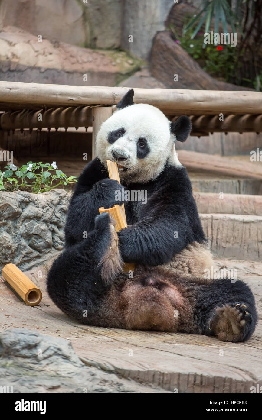 Giant Panda Eating Bamboo Stock Photo Alamy